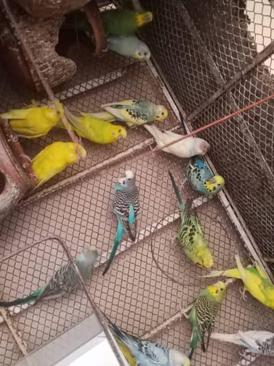 aegent deny hai yellow face pied 0347/41/60/562