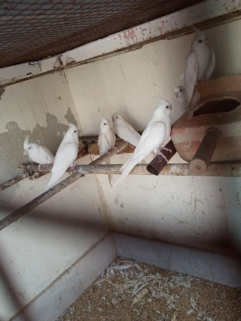 Dove, cocktail,love bird,finch — photo 2