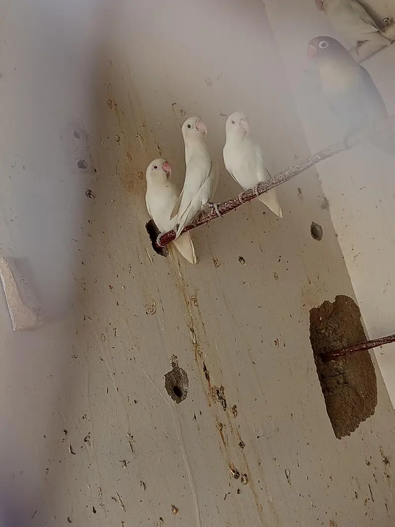 Dove, cocktail,love bird,finch — photo 3