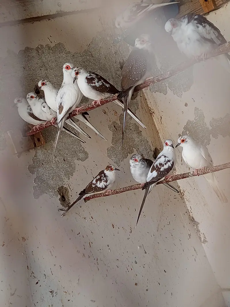 Dove, cocktail,love bird,finch — photo 4