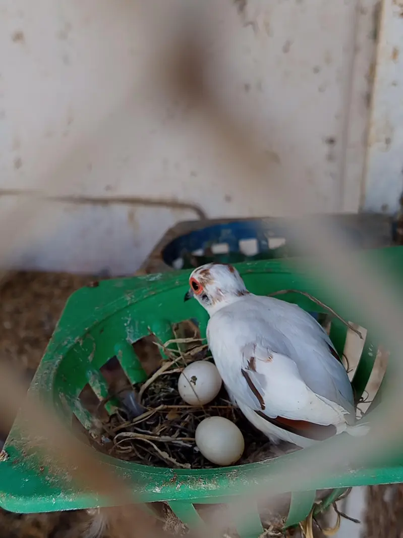 Dove, cocktail,love bird,finch — photo 5