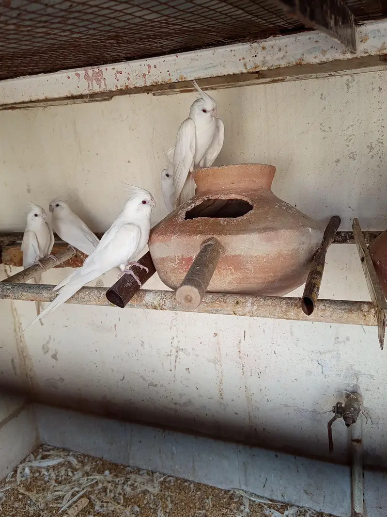 Dove, cocktail,love bird,finch — photo 6
