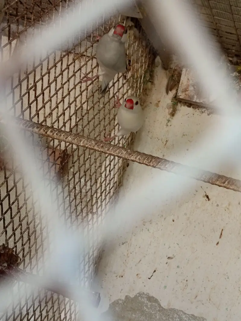 Dove, cocktail,love bird,finch — photo 7