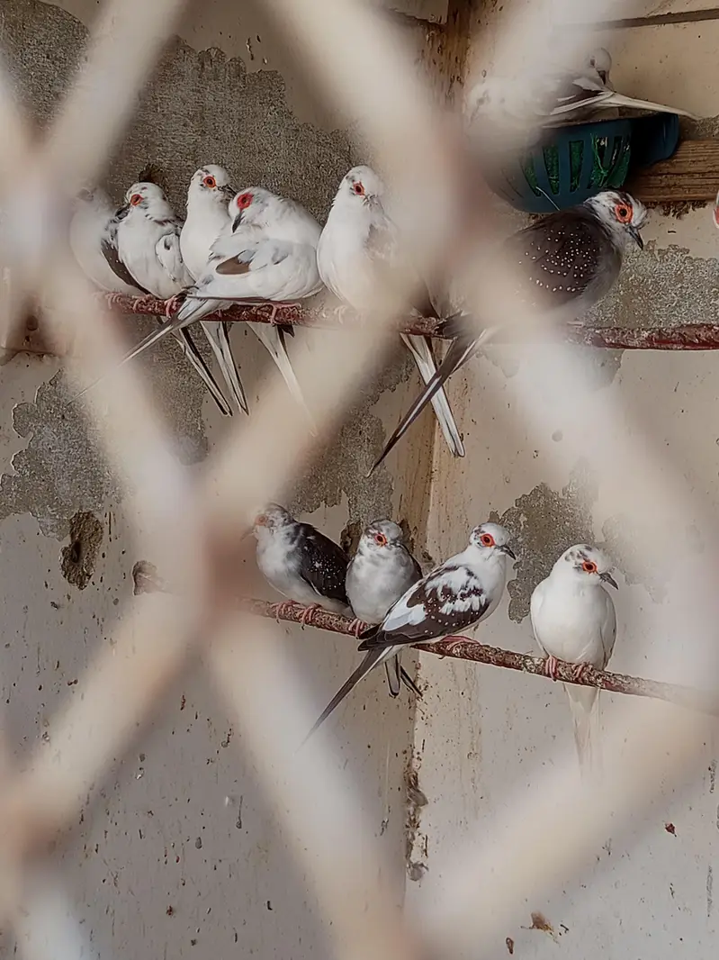 Dove, cocktail,love bird,finch — photo 8