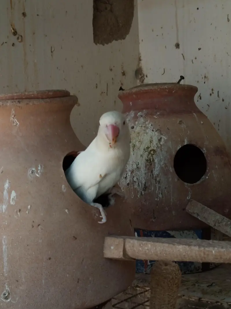 Dove, cocktail,love bird,finch — photo 9