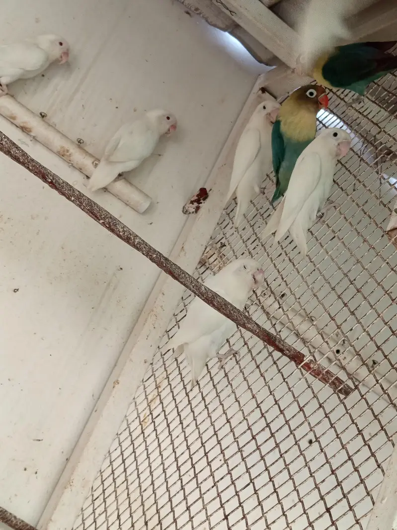 Dove, cocktail,love bird,finch — photo 10