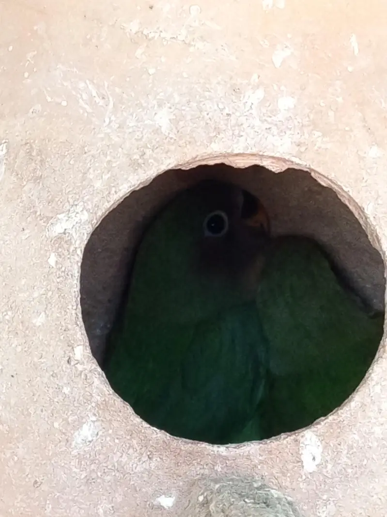 Dove, cocktail,love bird,finch — photo 11
