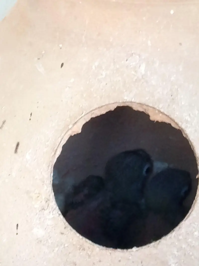 Dove, cocktail,love bird,finch — photo 12