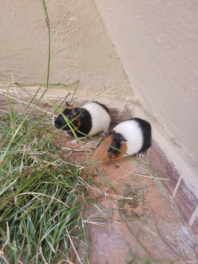 Guinea pig 0
