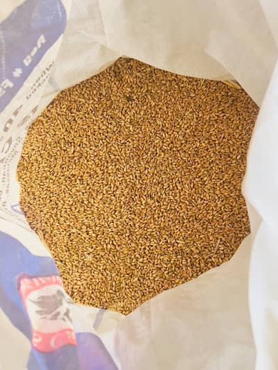 Gandum 5 mann for sale
