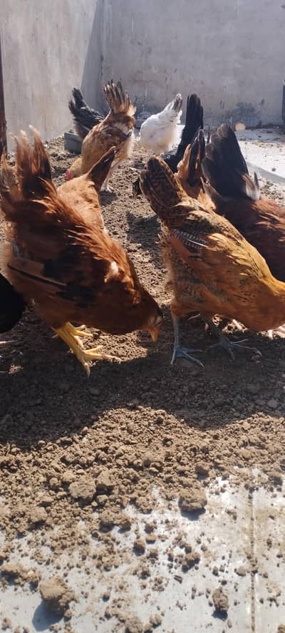 Golden Misri Pathay & Pathiya sardio k eggs ke tayari abhi say