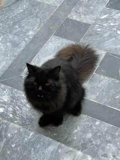 black cat person
