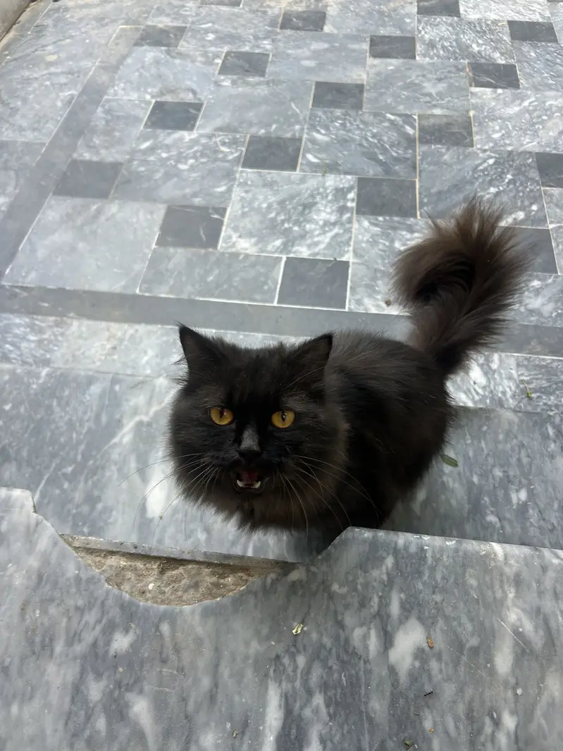 black cat person — photo 2