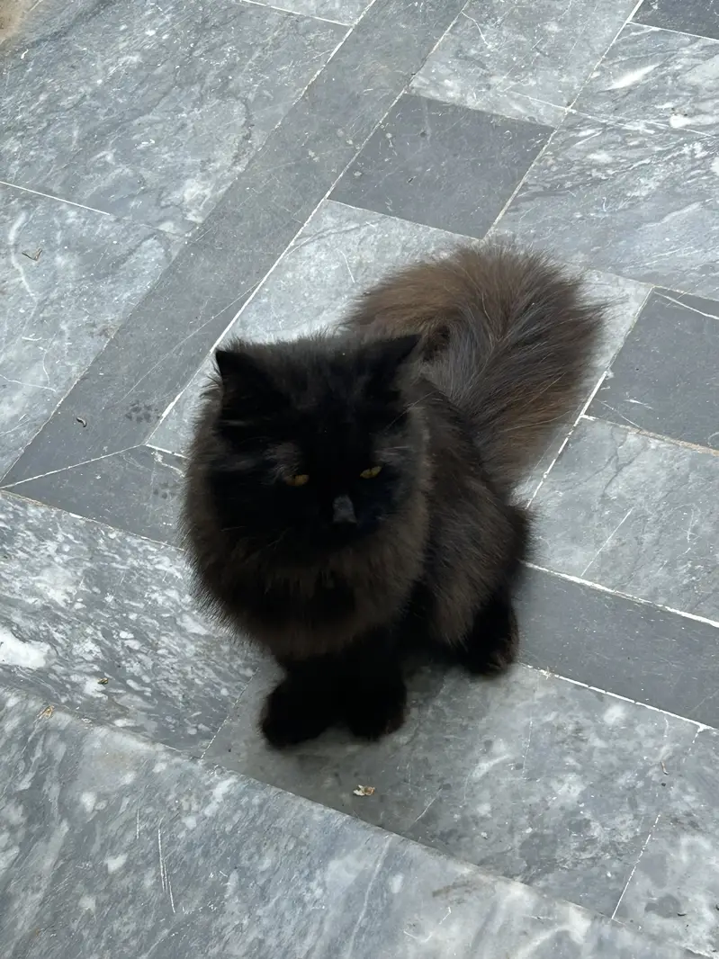 black cat person — photo 3