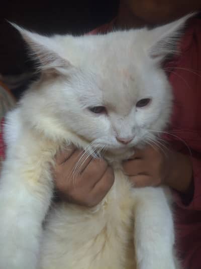 parcian cats pair with tub + food plte