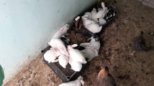 rabbit