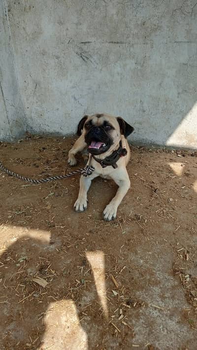 male pug