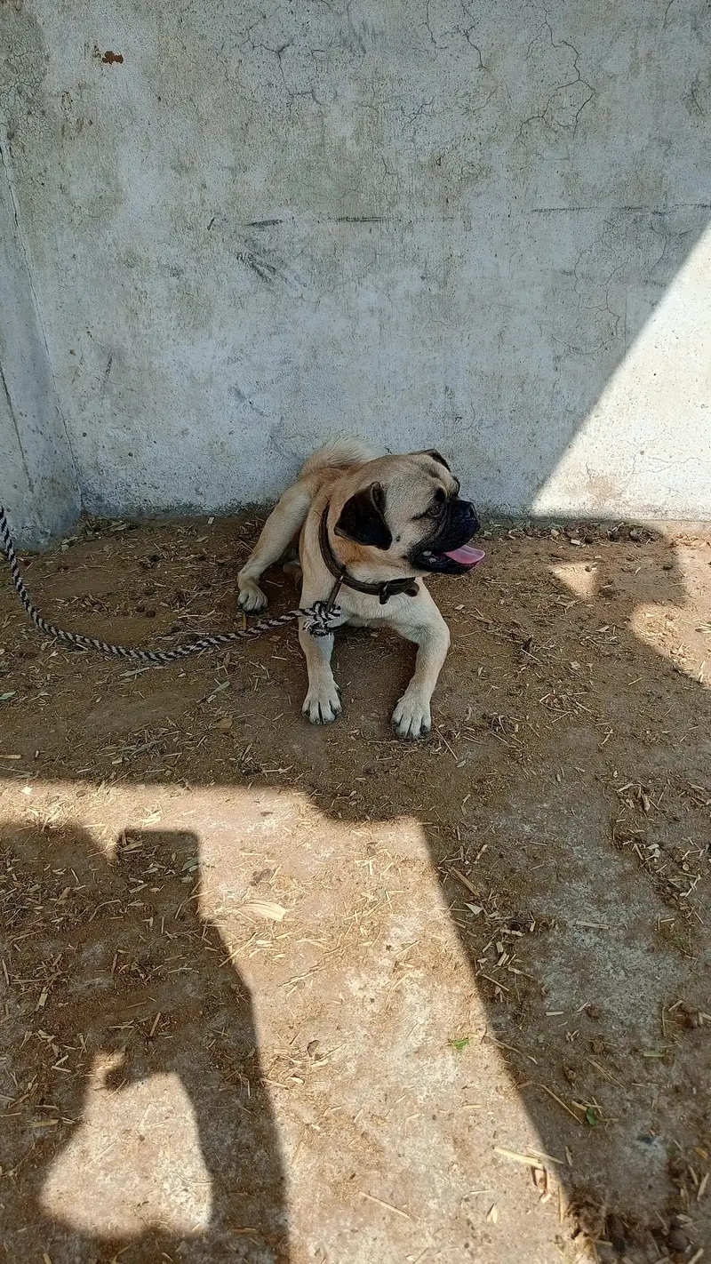 male pug — photo 2