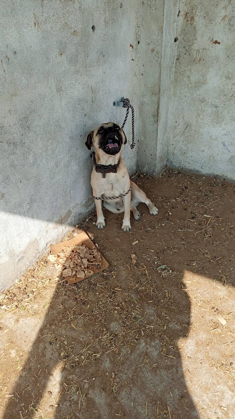 male pug - Dogs - 1120850042