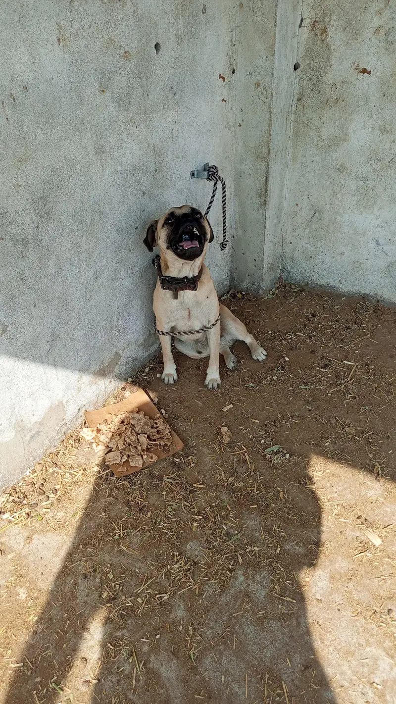 male pug — photo 3