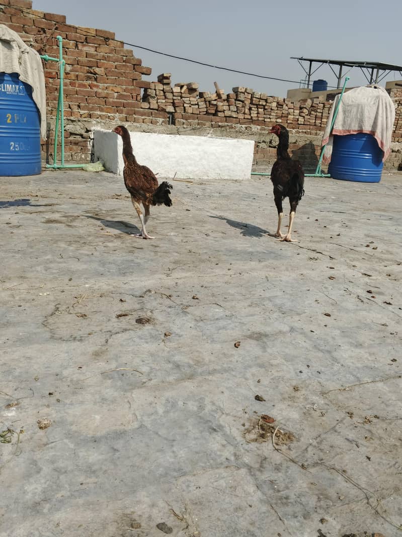 Aseel Pair 0
