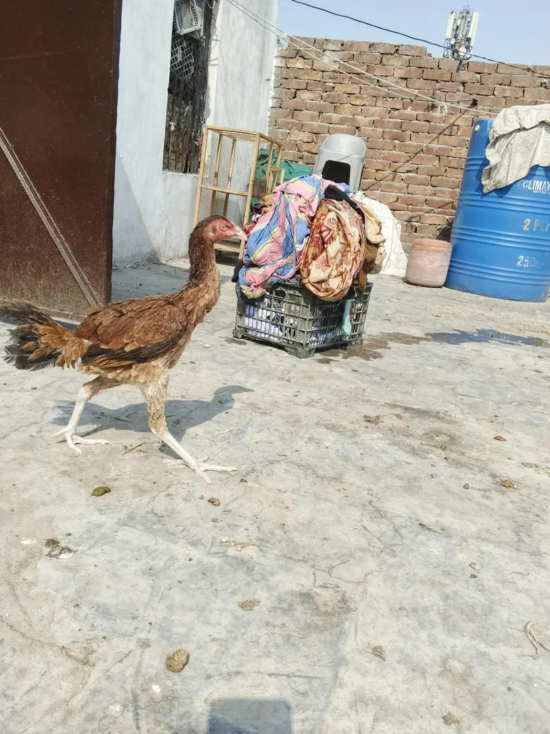 Aseel Pair — photo 3