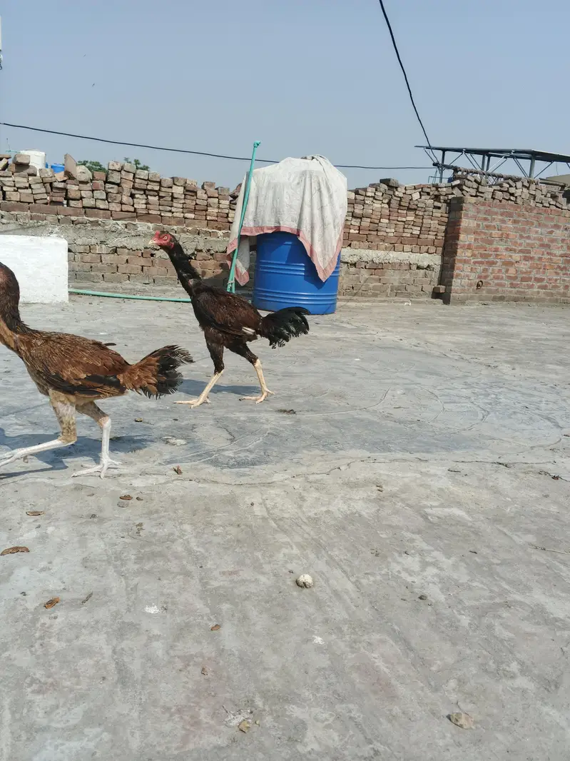 Aseel Pair — photo 4