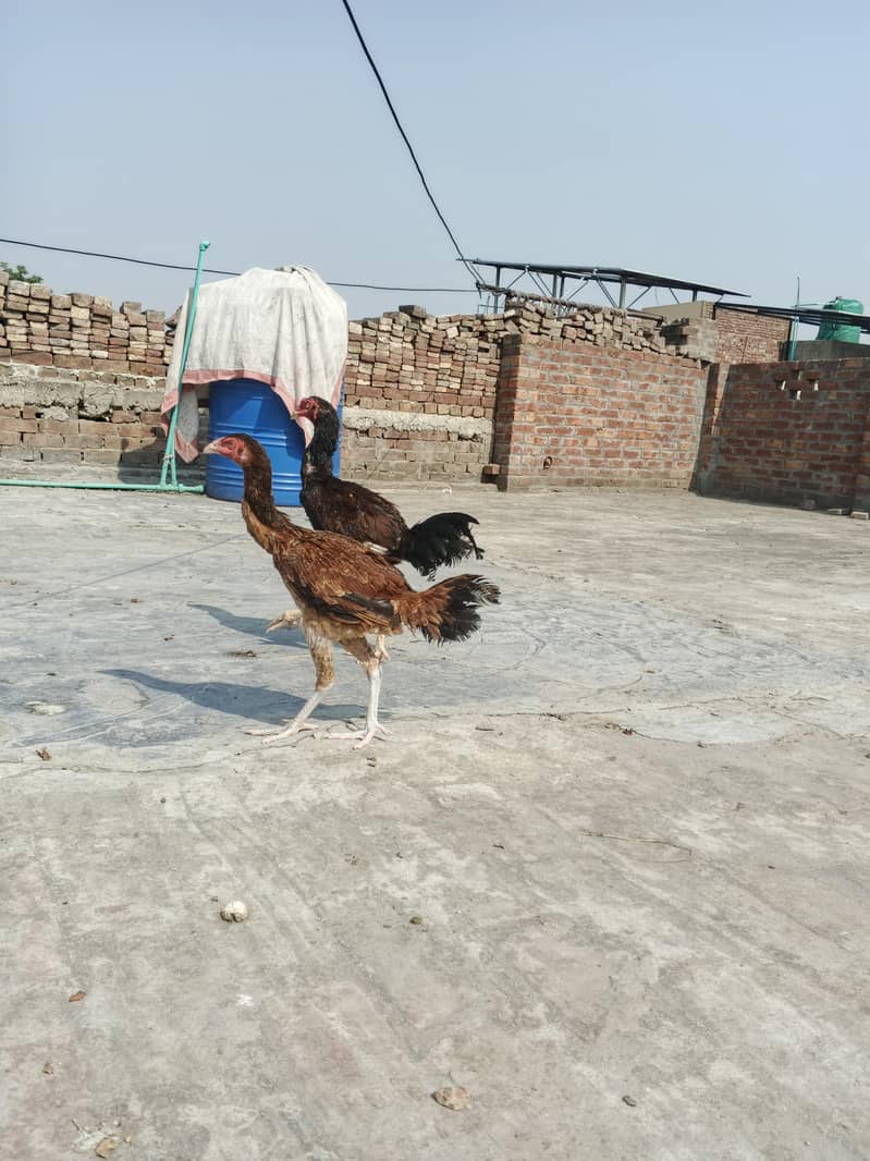 Aseel Pair 5