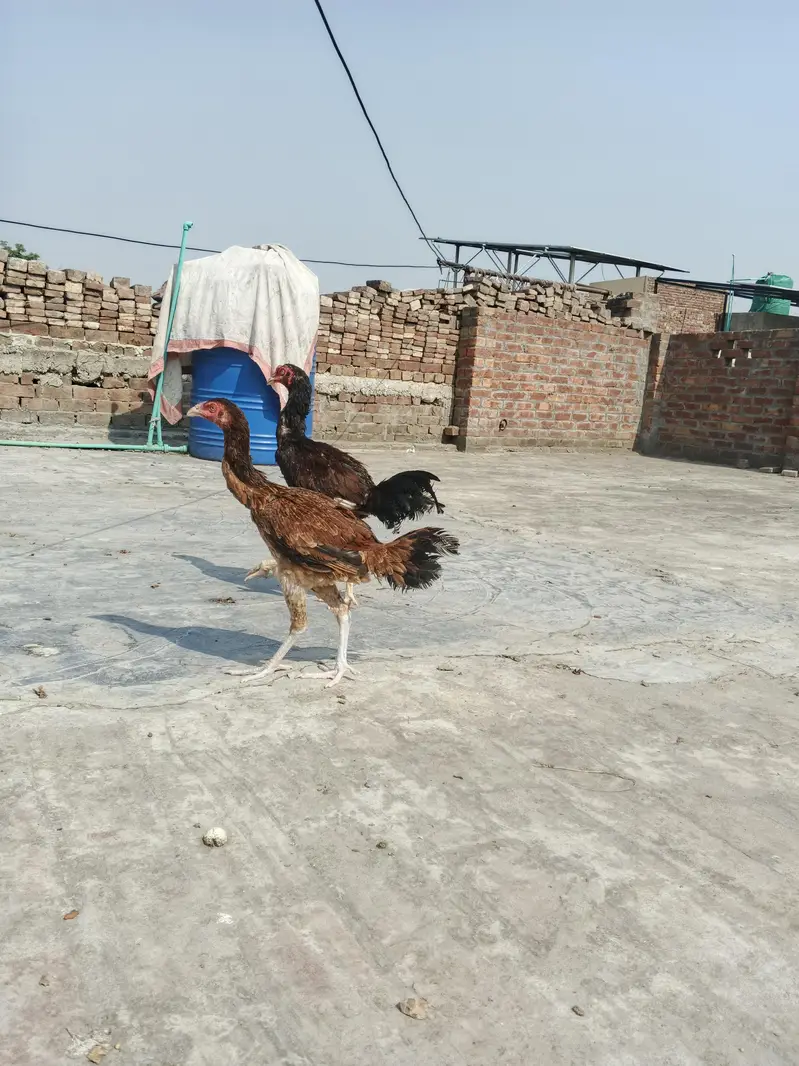 Aseel Pair — photo 6