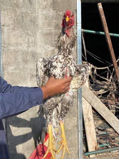 German King Size Shamo For Sale – Mansehra