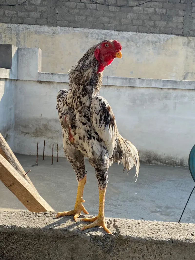 German King Size Shamo For Sale – Mansehra — photo 2