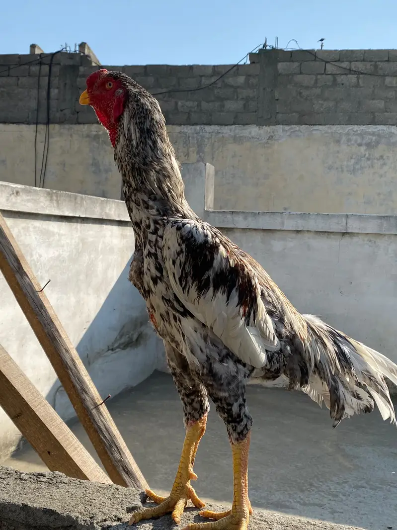German King Size Shamo For Sale – Mansehra — photo 4
