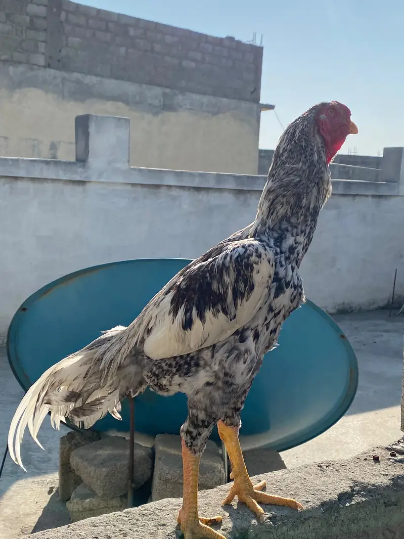 German King Size Shamo For Sale – Mansehra — photo 5