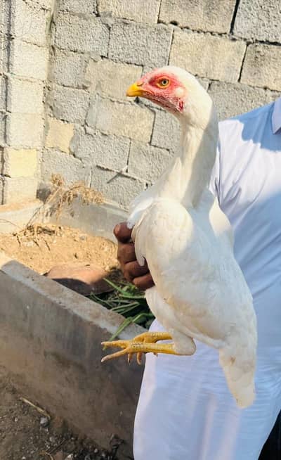 Heera aseel
