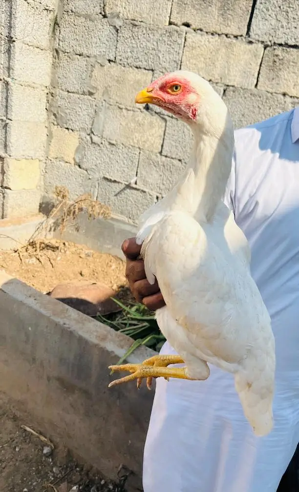 Heera aseel — photo 2
