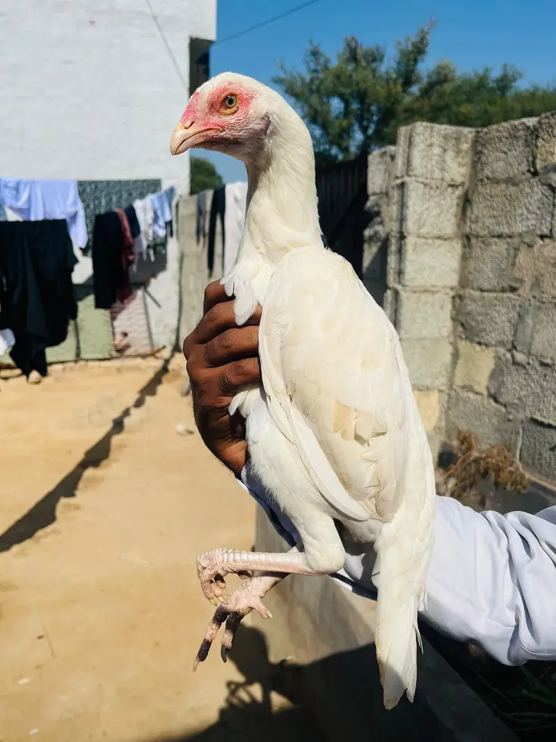 Heera aseel — photo 4