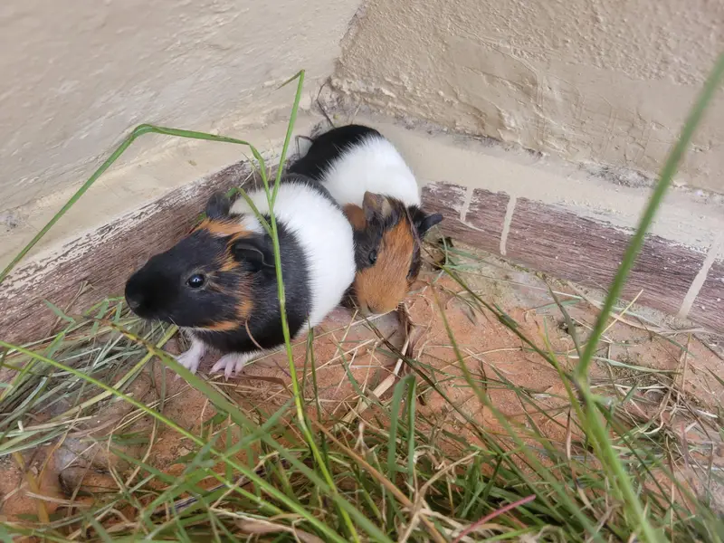 Guinea pig — photo 2