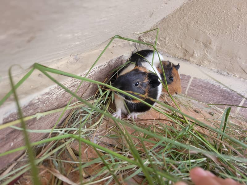 Guinea pig 2