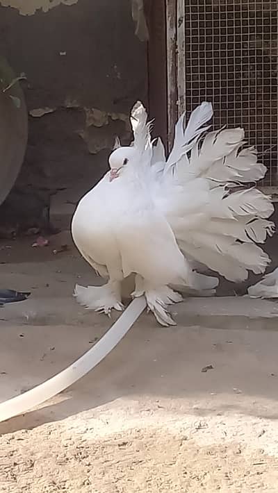amarican male for sale