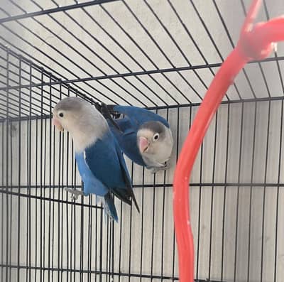 3 Breeder Pairs for Sale