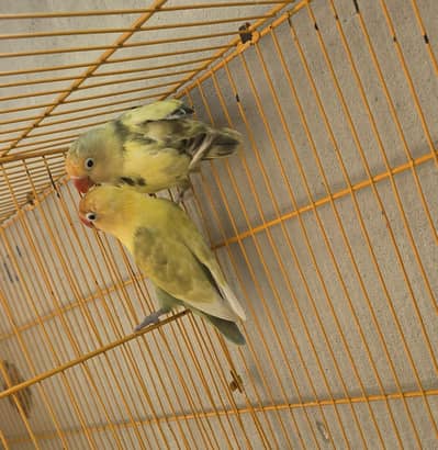1 Breeder Pairs for Sale
