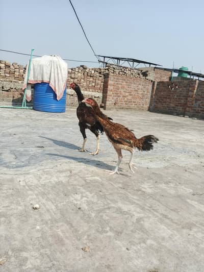 Aseel pair
