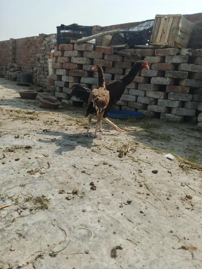 Aseel pair — photo 2
