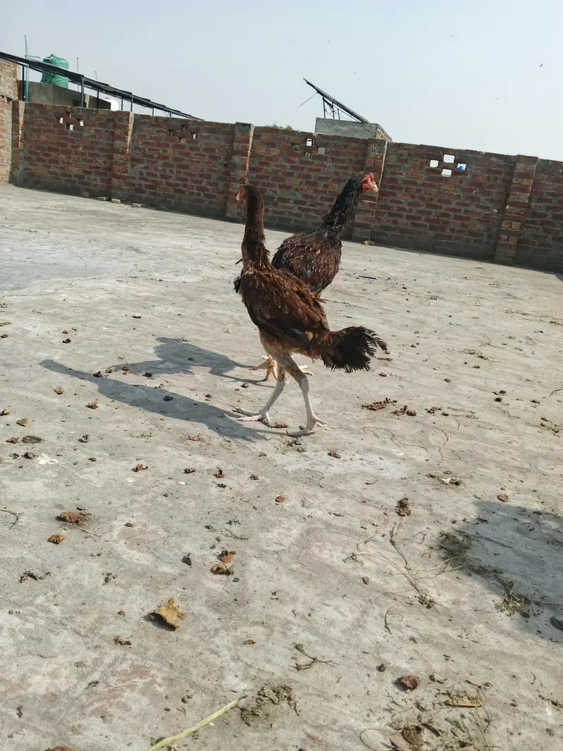 Aseel pair — photo 3