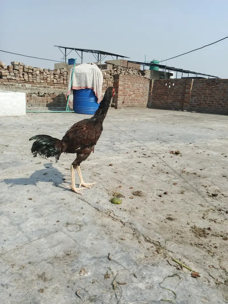 Aseel pair — photo 4