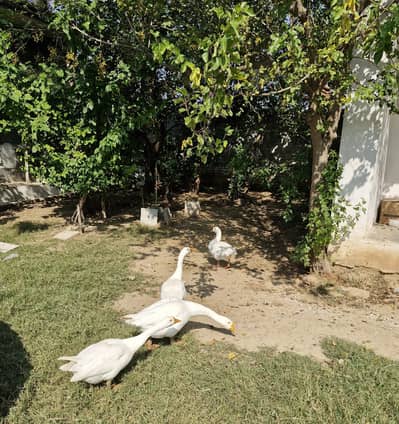 DUCK WHITE BATAKH SAFAID
