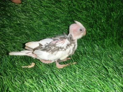 cockatiel chicks
