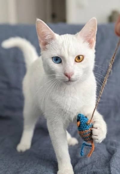 Beautiful white passion dubble coat cat