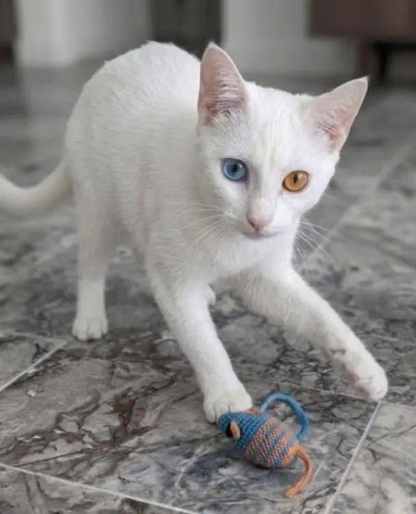 Beautiful white passion dubble coat cat — photo 2
