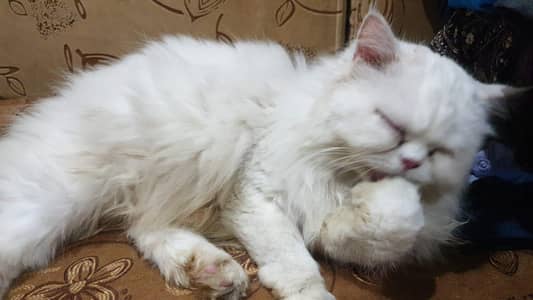 Cute Cat white